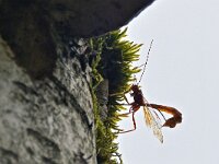 Megarhyssa vagatoria