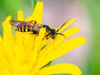 Nomada goodeniana 4, Smalbandwespbij, Saxifraga-Gerard de Jong : Bij, Gooden's Nomad Bee, Insect, Macro, Nomada goodeniana, Overig, Saxifraga Beeldbank, Smalbandwespbij