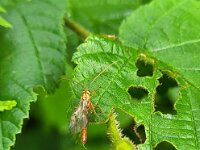 Ophion minutus