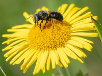 Osmia spinulosa