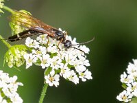 Phylloecus niger