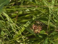 Polistes dominula 11, Franse veldwesp, Saxifraga-Jan van der Straaten