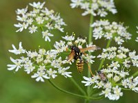 Polistes dominula 14, Franse veldwesp, Saxifraga-Tom Heijnen