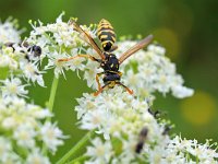 Polistes dominula 15, Franse veldwesp, Saxifraga-Tom Heijnen