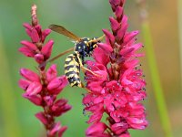 Polistes dominula 16, Franse veldwesp, Saxifraga-Tom Heijnen