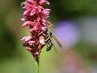 Polistes dominula 17, Franse veldwesp, Saxifraga-Tom Heijnen