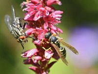 Polistes dominula 18, Franse veldwesp, Saxifraga-Tom Heijnen