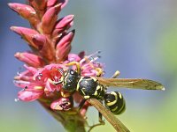 Polistes dominula 19, Franse veldwesp, Saxifraga-Tom Heijnen