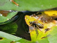 Polistes dominula 21, Franse veldwesp, Saxifraga-Tom Heijnen