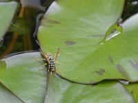 Polistes dominula 22, Franse veldwesp, Saxifraga-Tom Heijnen