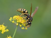 Polistes dominula 25, Franse veldwesp, Saxifraga-Tom Heijnen