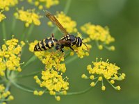 Polistes dominula 26, Franse veldwesp, Saxifraga-Tom Heijnen