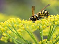 Polistes dominula 27, Franse veldwesp, Saxifraga-Tom Heijnen