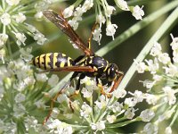 Polistes dominula 4, Franse veldwesp, Saxifraga-Peter Meininger