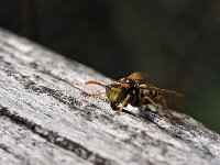 Polistes dominula 5, Franse veldwesp, Saxifraga-Hans Dekker