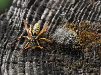 Polistes dominula 6, Franse veldwesp, Saxifraga-Hans Dekker