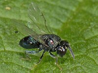Pteromalidae sp