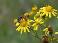 Sphecodes albilabris 11, Grote bloedblij, Saxifraga-Tom Heijnen