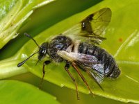 Abia fasciata 1, Kamperfoeliebladbladwesp, Saxifraga-Ab H Baas