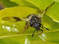 Abia fasciata 3, Kamperfoeliebladbladwesp, Saxifraga-Ab H Baas