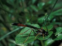 Agrypon polyxenae 2, Saxifraga-Frits Bink