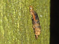 Aleiodes #05943  Onder de foutive AHB codering AHB005943 (moet zijn AHB05943) : Een rups van een Noctuidae geparasiteerd door een sluipwesp van het geslacht Aleiodes, het mummificeren van de host is daarbij een kenmerk