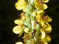 Allanthus scrophulariae 1, Helmkruidbladwesp, Saxifraga-Pieter van Breugel