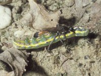 Ammophila sabulosa, Red Banded Sand Wasp