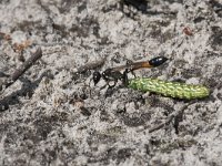 Ammophila sabulosa 19, Grote rupsendoder with caterpillar Sphinx pinastri, Saxifraga-Willem van Kruijsbergen