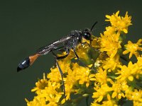 Ammophila sabulosa 2, Grote rupsendoder, Saxifraga-Frits Bink