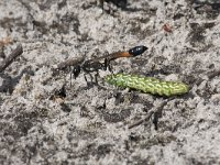 Ammophila sabulosa 20, Grote rupsendoder with caterpillar Sphinx pinastri, Saxifraga-Willem van Kruijsbergen