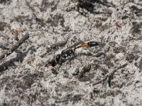 Ammophila sabulosa 29, Grote rupsendoder, Saxifraga-Willem van Kruijsbergen