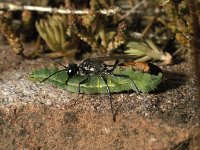 Ammophila sabulosa 3, Grote rupsendoder, Saxifraga-Pieter van Breugel