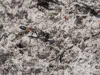 Ammophila sabulosa 31, Grote rupsendoder, Saxifraga-Willem van Kruijsbergen