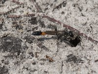 Ammophila sabulosa 42, Grote rupsendoder, Saxifraga-Willem van Kruijsbergen