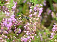 Ammophila sabulosa 48, Grote rupsendoder, Saxifraga-Tom Heijnen