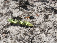 Ammophila sabulosa 15, Grote rupsendoder with caterpillar Sphinx pinastri, Saxifraga-Willem van Kruijsbergen