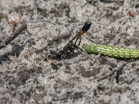 Ammophila sabulosa 17, Grote rupsendoder with caterpillar Sphinx pinastri, Saxifraga-Willem van Kruijsbergen