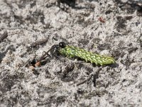 Ammophila sabulosa 23, Grote rupsendoder with caterpillar Sphinx pinastri, Saxifraga-Willem van Kruijsbergen