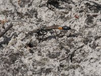 Ammophila sabulosa 32, Grote rupsendoder, Saxifraga-Willem van Kruijsbergen