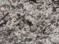 Ammophila sabulosa 36, Grote rupsendoder, Saxifraga-Willem van Kruijsbergen