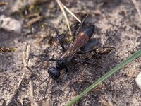 Ammophila sabulosa 4, Grote rupsendoder, Saxifraga-Frits Bink