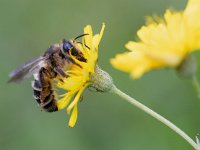 Andrena denticulata 2, Kruiskruidbij, Saxifraga-Mark Zekhuis