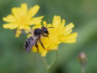 Andrena denticulata 3, Kruiskruidbij, Saxifraga-Mark Zekhuis