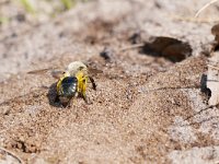 Andrena vaga 17, Grijze zandbij, Saxifraga-Tom Heijnen