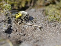 Andrena vaga 18, Grijze zandbij, Saxifraga-Tom Heijnen