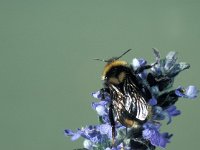 Bombus campestris 2, Gewone koekoekshommel, female, Saxifraga-Frits Bink