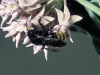 Bombus campestris 3, Gewone koekoekshommel, male, Saxifraga-Frits Bink