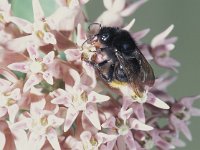 Bombus campestris 4, Gewone koekoekshommel, male, Saxifraga-Frits Bink