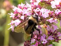 Bombus campestris 8, Gewone koekoekshommel, Saxifraga-Bart Vastenhouw